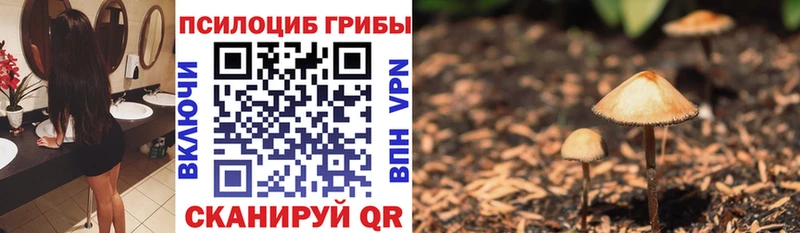 Купить где  Няндома  Галлюциногенные грибы Psilocybe 
